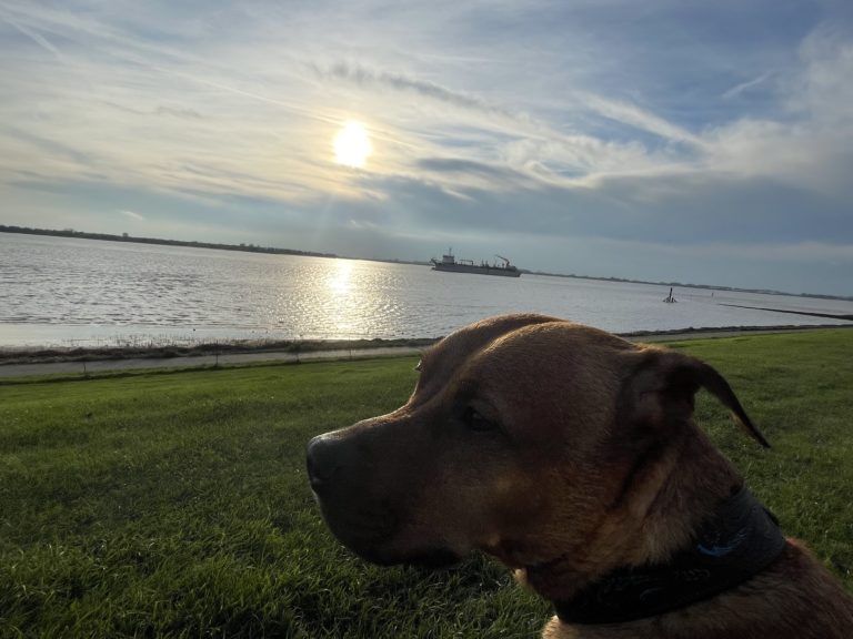 Auswandern Überlegungen Relaxing mit Hund am Deich