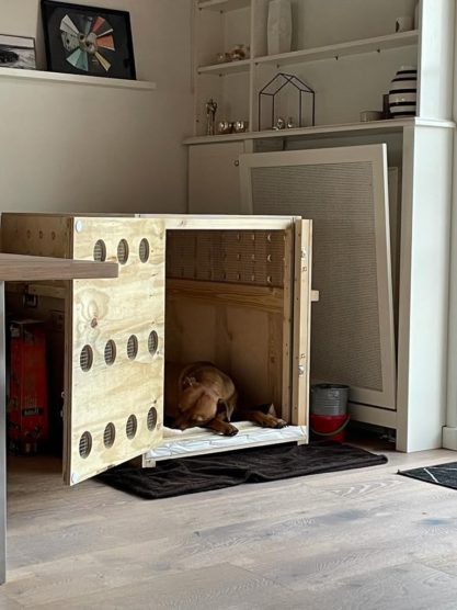 Raffi in seiner Transportbox - Eingewöhnen auf die Reise nach Mexiko
